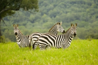 safari recreacion